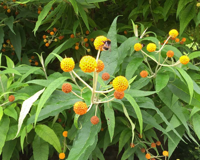 The Orange Ball tree - Buddleja globosa