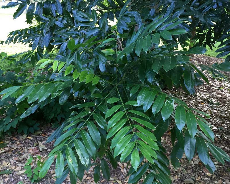 Morton Bay Chestnut - large compound leaves