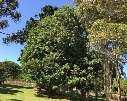 Castanospermum australe - Black Bean or Morton Bay Chestnut - this huge tree can be seen in Sydney Botanic Gardens