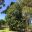 Castanospermum australe - Black Bean or Morton Bay Chestnut - this huge tree can be seen in Sydney Botanic Gardens