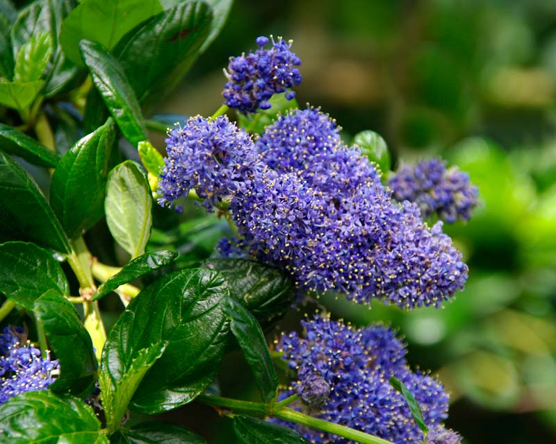 Ceanothus 'Yankee Point' - panicles of small blue flowers