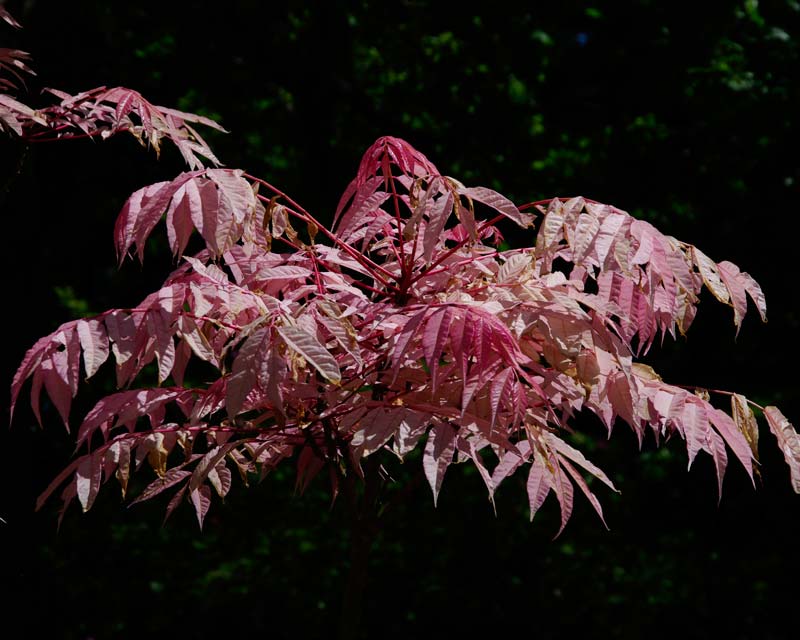 Toona sinensis Flamingo - pink leaves