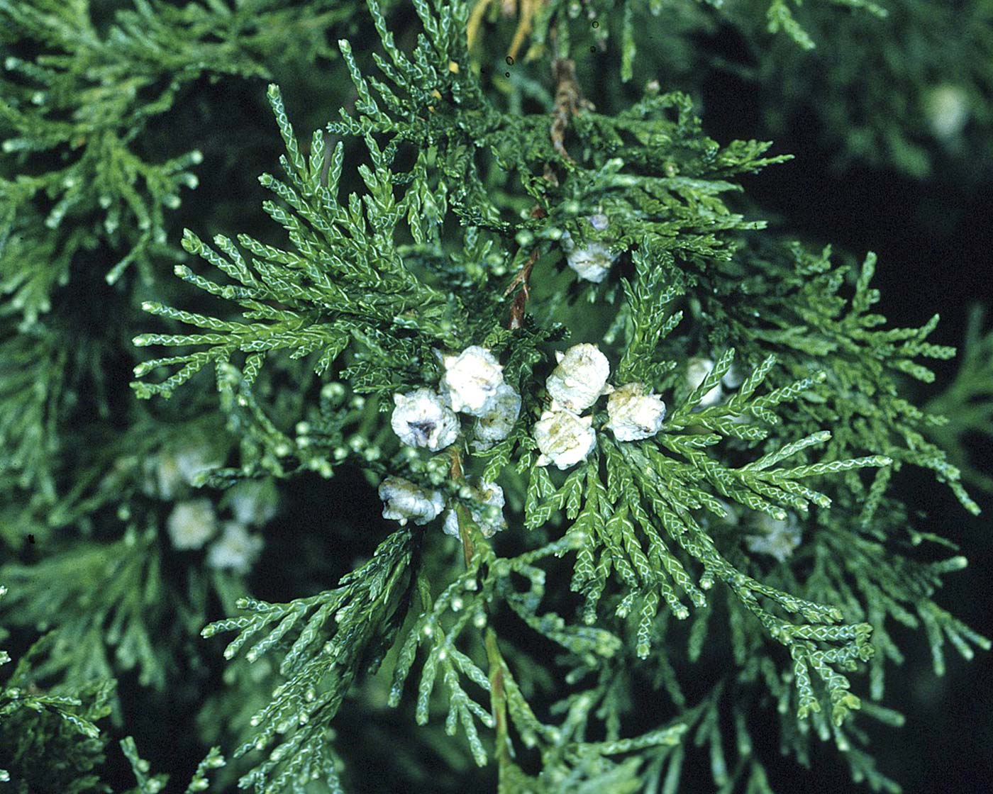 foliage of Chamaecyparis thyoides photo by Robert H. Mohlenbrock