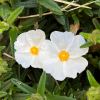 Cistus monspeliensis - White flowers in Spring and Summer