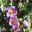 Cistus albidus bushy shrub with pink to lilac flowers