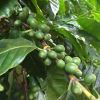 Coffea arabica - coffee beans are the seeds inside the fruit - the fruit turns red as it ripens
