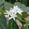 White perfumed flowers of Coffea arabica Spring Sydney