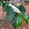 White perfumed flowers of Coffea arabica Sydney Botanic Gardens