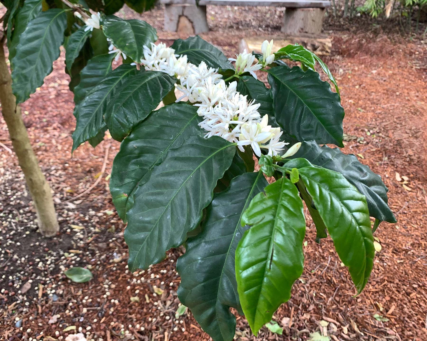 White perfumed flowers of Coffea arabica Sydney Botanic Gardens