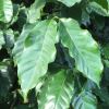 Coffea arabica, coffee plant foliage