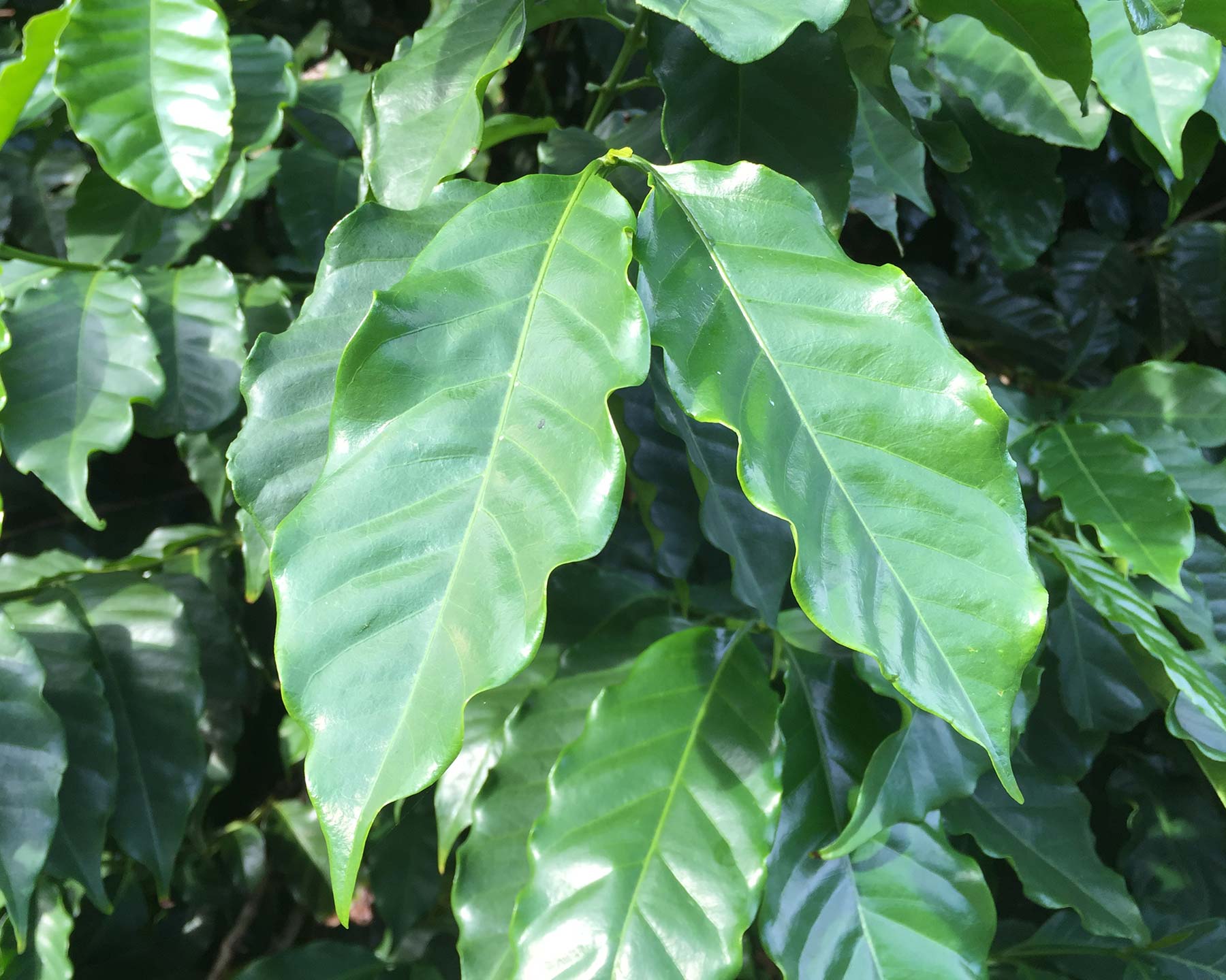 Coffea arabica, coffee plant foliage