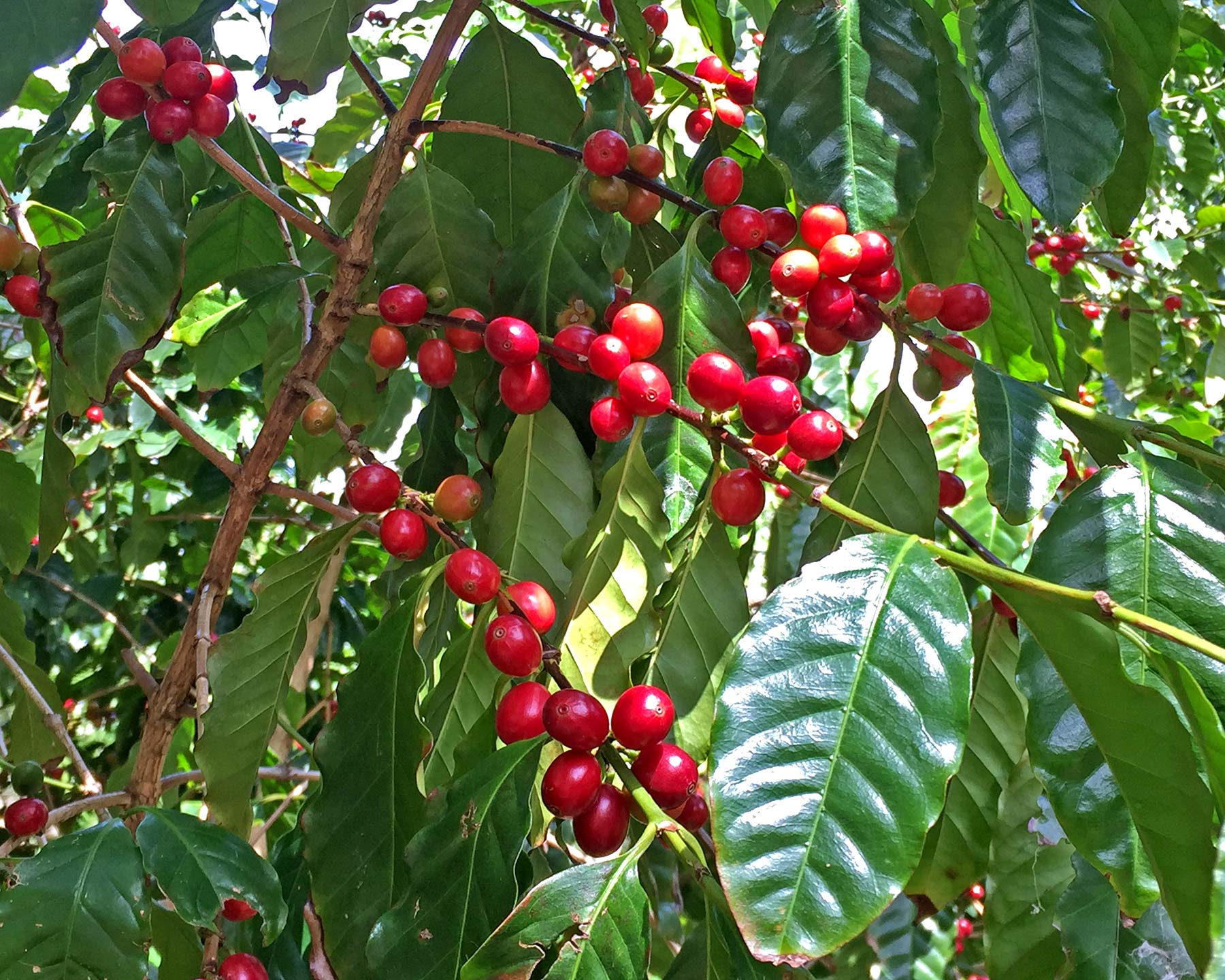 Coffea arabica - the fruit turns red as it ripens
