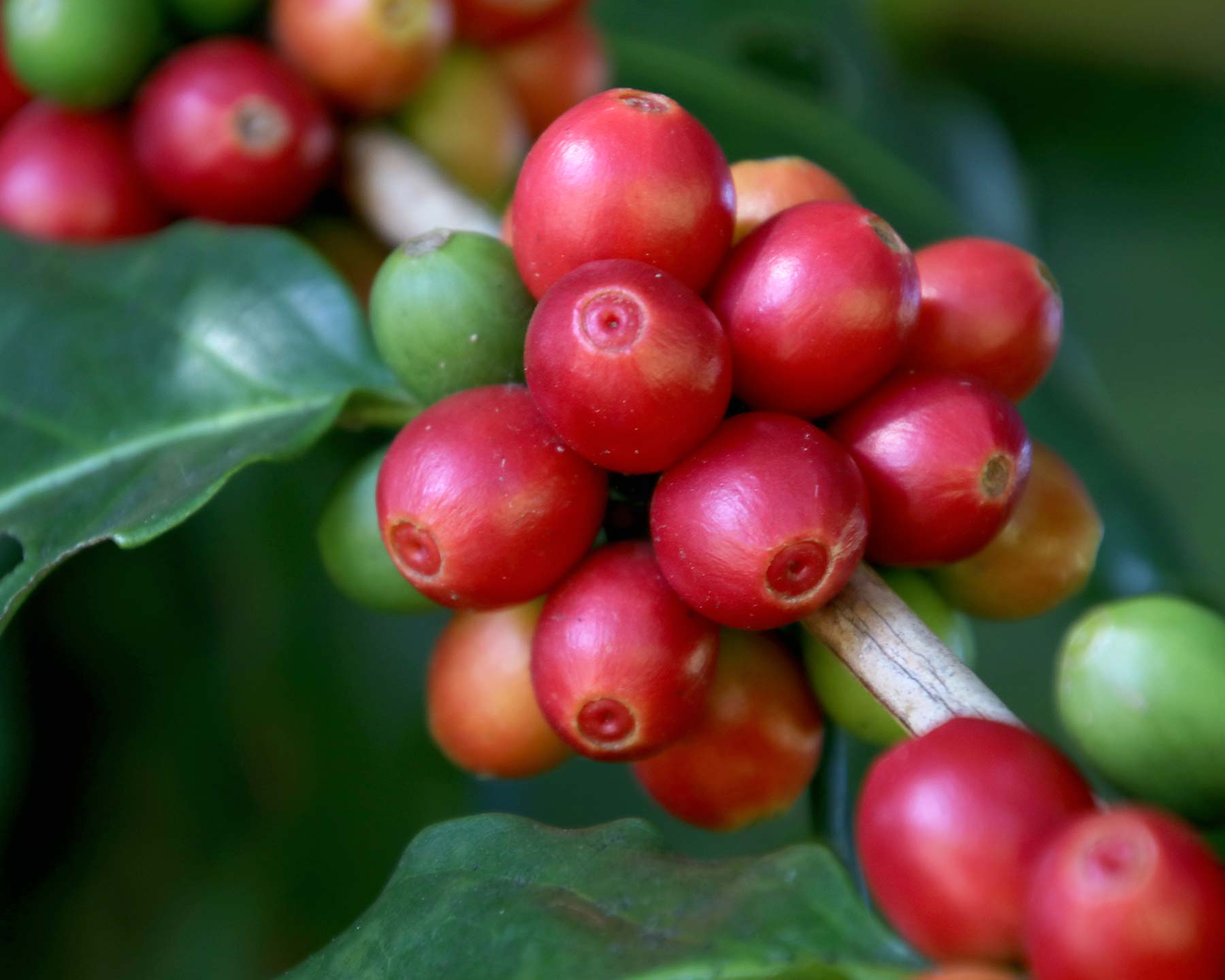 Coffea arabica beans
