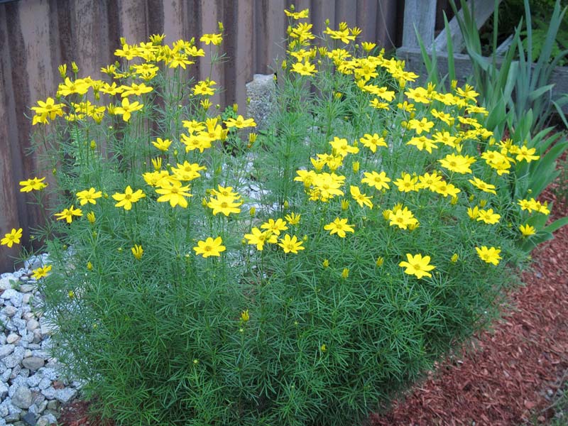 Low bushy perennial with lots of yellow flowers - Coreopsis verticillata 'Grandiflora' photo by Rob Duval