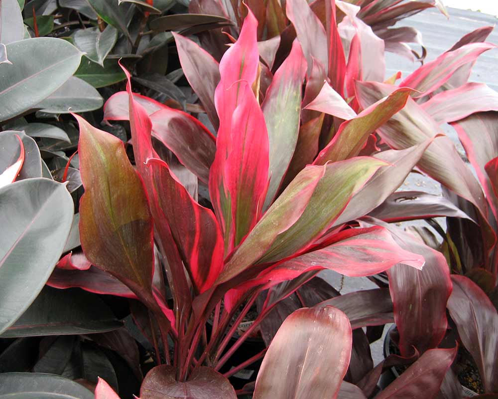 Cordyline fruticosa - this is Pink Cascade