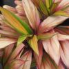 Cordyline fruticosa - this is Kiwi