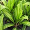 Cordyline fruticosa - this is Lemon and Lime