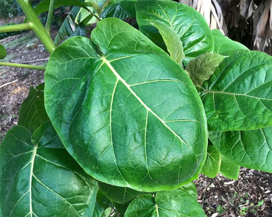 Solanum betaceum, Tamarillo leaves