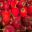Solanum betaceum - the red Tamarillo
