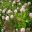 Pompom Bush - Dais cotinifolia photo by Consultaplantas
