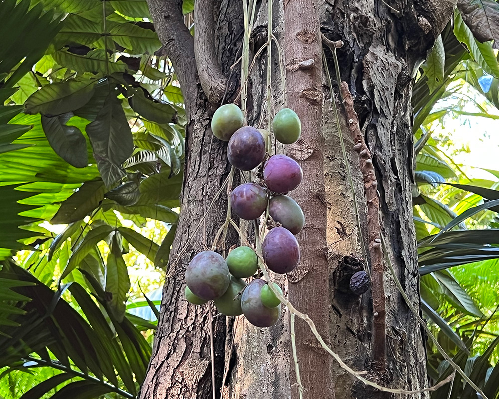 Strings of plum-like fruit green turning deep purple - Davidsonia pruriens