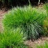 Deschampsia caespitosa - Tufted Hairgrass