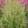 The seed heads of Deschampsia caespitosa syn cespitosa 'Goldtau - Tufted Hair Grass