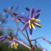 Dianella caerulea, Blue Flax-Lily - photo Harry Rose