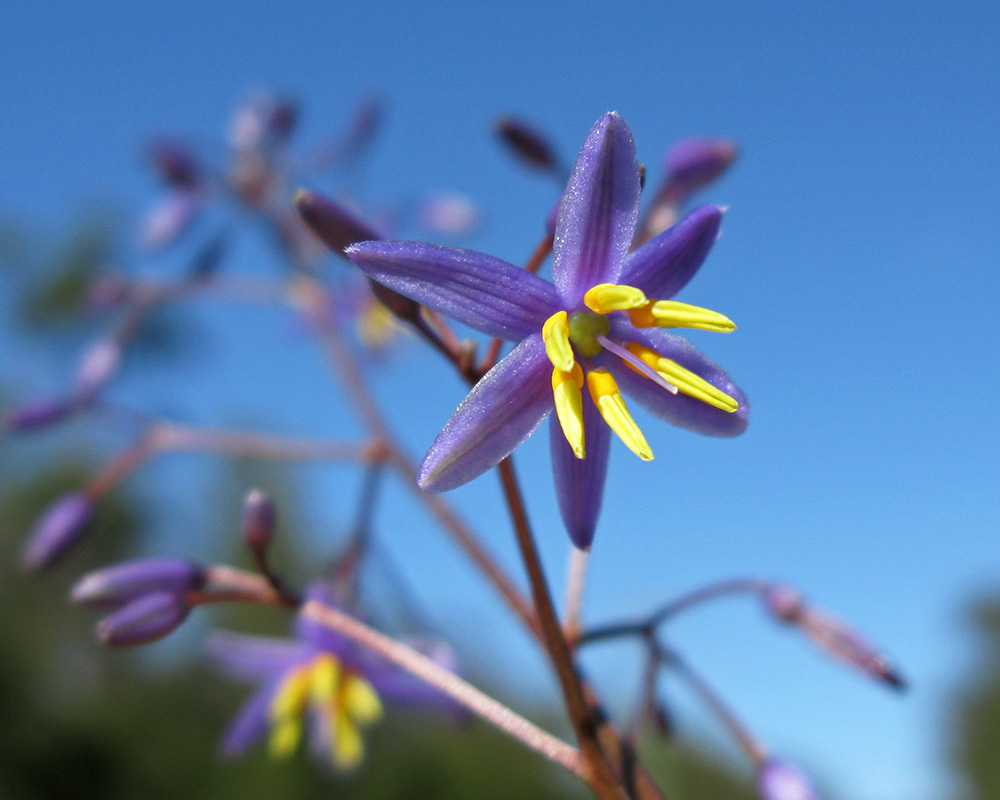 Dianella caerulea, Blue Flax-Lily - photo Harry Rose
