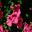 Diascia Ruby Fields - red tubular flowers