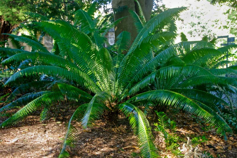 Dioon spinulosum Blue Fern Palm