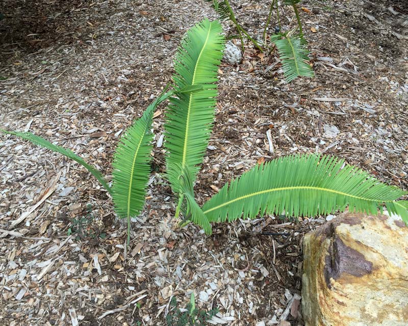 Young plants Dioon edule, Mexican Fern Palm