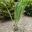 Dioon edule, Mexican Fern Palm taken Sydney Botanic Garden