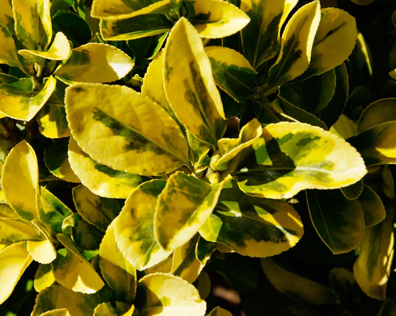Euonymus japonicus Aureomarginatus - leaves yellow and green