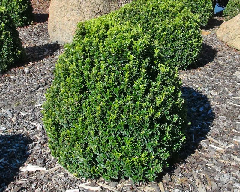 Euonymus japonicus var Microphyllus 'Tom Thumb' - Dense rounded shrub