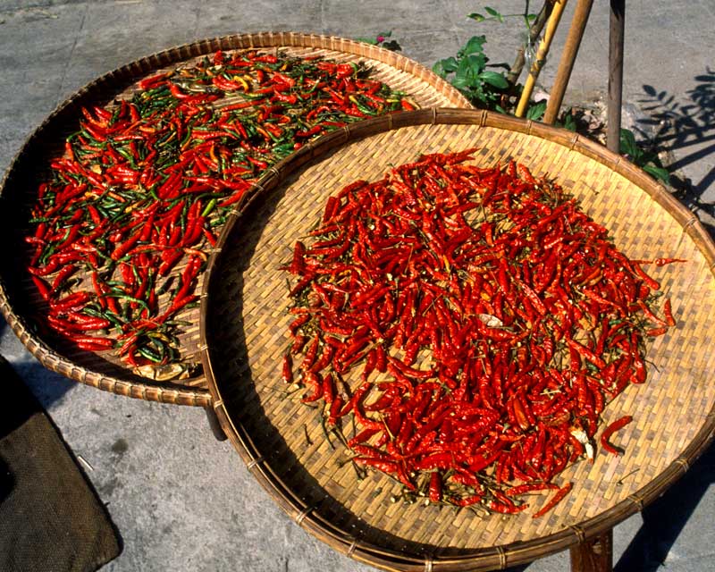 Capsicum frutescens, Chilli - these were in a market in Chang Mai, Thailand.