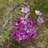 Chamelaucium unicatum. Purple Pride