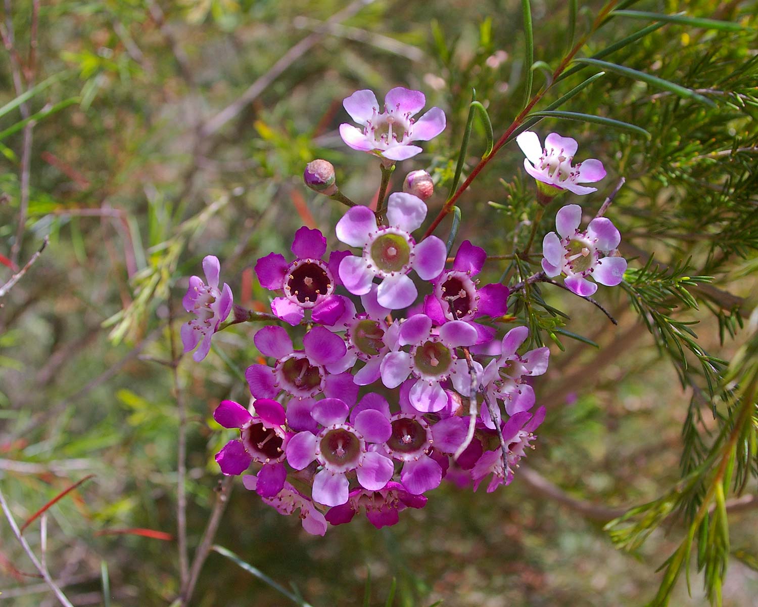 Chamelaucium unicatum. Purple Pride