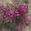 Chamelaucium unicatum 'Purple Pride'