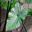 Colocasia esculenta 'Fontanesii'