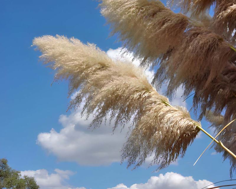 Cortaderia selloana - the Pampas Grass
