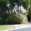 Cortader selloana.  Pampas Grass. Very attractive, but to be avoided all the same.