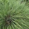 Grass like foliage of young Cortaderia selloana plant