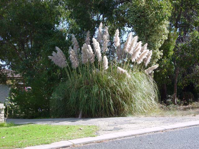 Cortader selloana.  Pampas Grass. Very attractive, but to be avoided all the same.
