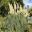 Cortaderia selloana - the Pampas Grass