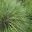 Grass like foliage of young Cortaderia selloana plant