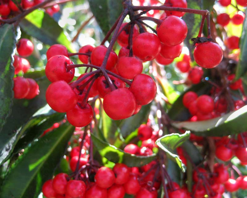 Cotoneaster glaucophyllus  Red berries