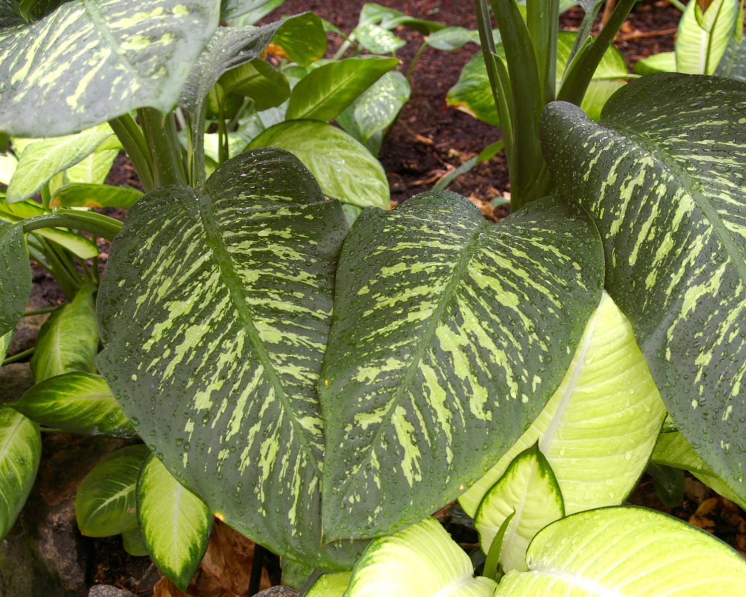 Dieffenbachia seguine cultivars - large paddle shaped leaves green with cream markings