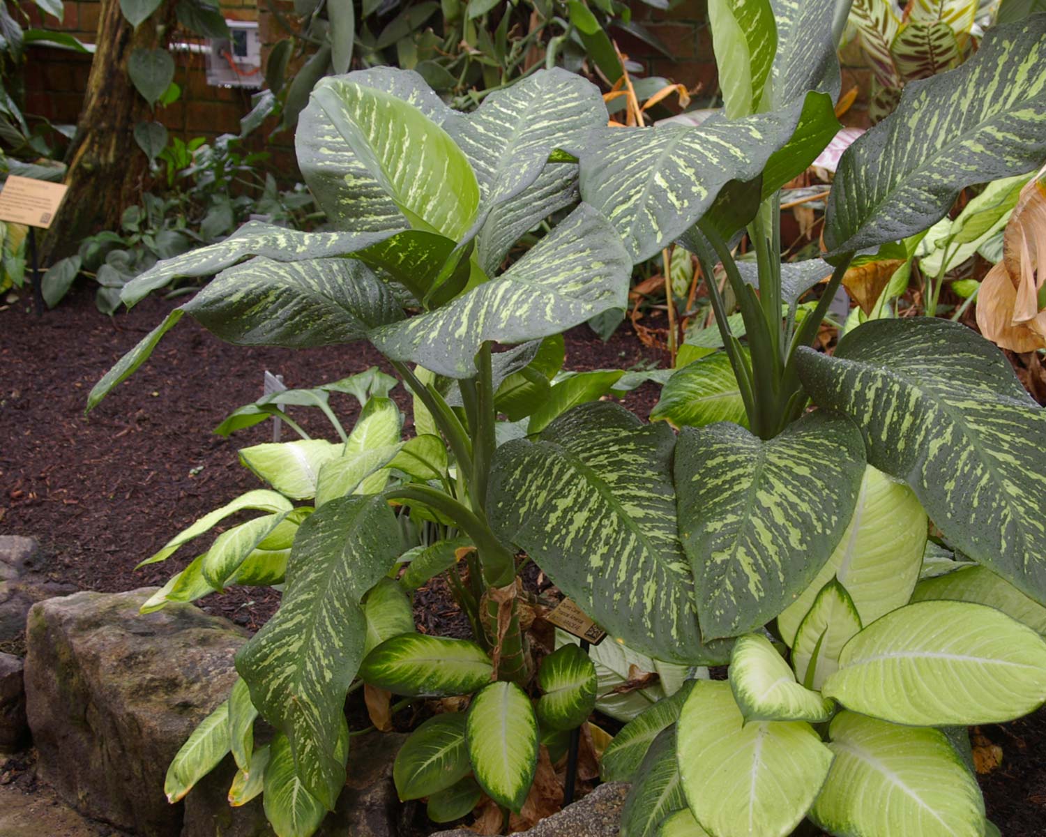 Dieffenbachia sequine or Dumb Cane - the compact nature and large attractive leaves make it  a popular house plant