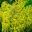 Euphorbia x 'Martini' - is a hybrid cross E.amygdaloides and E.characias